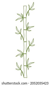 Bamboo stem and leaves Green outline Hand drawn vector illustration Isolated on white background
