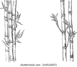 Bamboo: stem and leaves of bamboo. Vector hand drawn linear illustration black on white background.