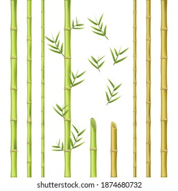 Bamboo stems design, natural green oriental decoration. Botanical beautiful pattern. Vector bamboo realistic illustration isolated on white background