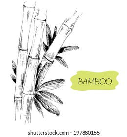 Bamboo. Stems and leaves. Hand drawn graphic illustration.