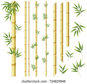 Bamboo stems and leaves on white background illustration