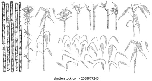 Bamboo stems with leaves set. Japanese or Chinese plants drawing style sketch elements. Asian jungle forest trees. Stick branches with leaves. Bamboo grass oriental tropical plant twigs set. Vector.  