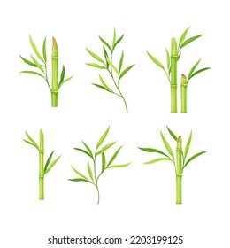 Bamboo Stick with Hollow Stem and Green Leaf and Foliage Vector Set