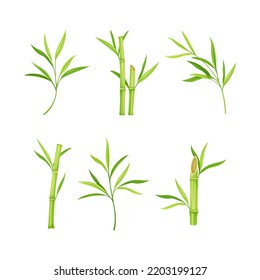 Bamboo Stick with Hollow Stem and Green Leaf and Foliage Vector Set