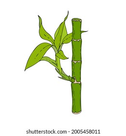 Bamboo stick with leaves and young shoots, hand drawing, doodling, color, isolated, white background.