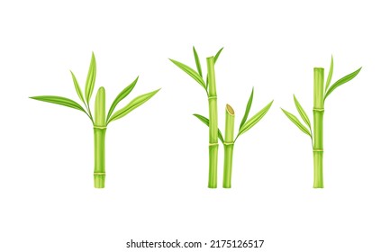 Bamboo sticks with leaves set. Fresh green decor elements vector illustration