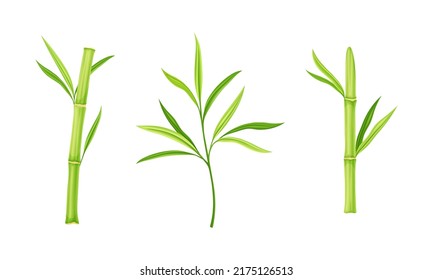 Bamboo sticks and leaves of tree set. Eco fresh green decor elements vector illustration