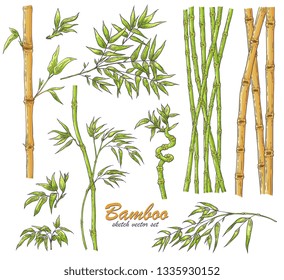 Bamboo sticks and leaves vector illustration set in sketch style - hand drawn green and brown traditional asian plant stems with foliage isolated on white background for natural design.