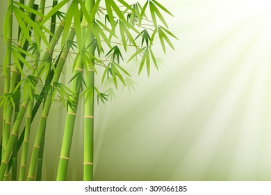 bamboo and sunlight vector