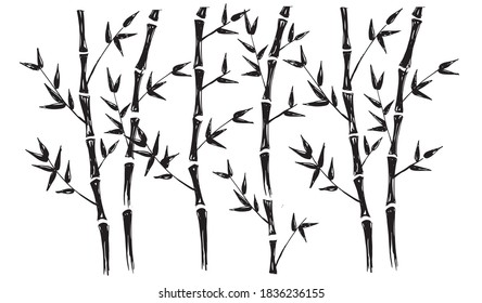 Bamboo tree. Hand drawn illustrations.