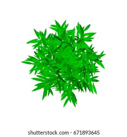 Bamboo tree. Isolated on white background. 3d Vector illustration. Top view.