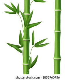 Bamboo tree leaf, plant stem and stick, vector isolated realistic design. Green bamboo leaves, Chinese and Japanese nature plant element for spa, wallpapers or borders graphic design