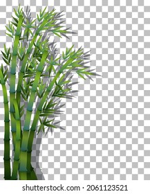 Bamboo tree on transparent background illustration