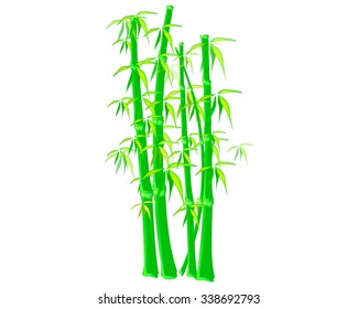 Bamboo tree on a white background