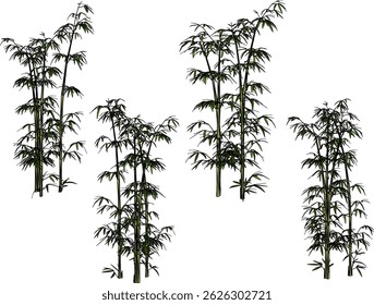 bamboo tree plant design vector illustration sketch for garden decoration