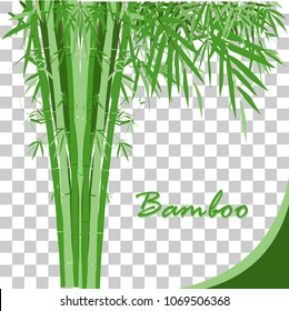 Bamboo tree transparent