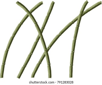 bamboo tree vector