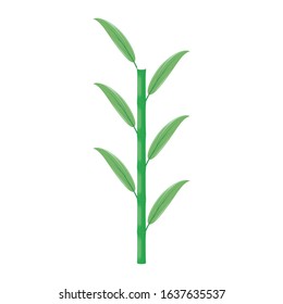 bamboo tree vector. for decoration or template and others.