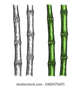 Bamboo trees. Hand drawn design element. Vintage color vector engraving illustration. Isolated on white background.