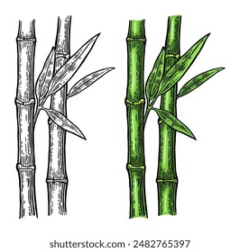 Bamboo trees with leaf. Hand drawn design element. Vintage color vector engraving illustration. Isolated on white background.