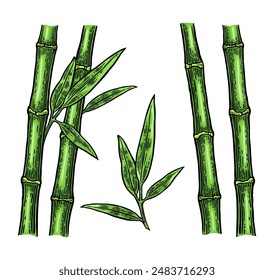 Bamboo trees with leaf. Hand drawn design element. Vintage color vector engraving illustration. Isolated on white background.