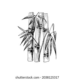 Árboles de bambú con hojas. Ilustración negra de vectores vintage. Aislado sobre fondo blanco. Diseño dibujado a mano