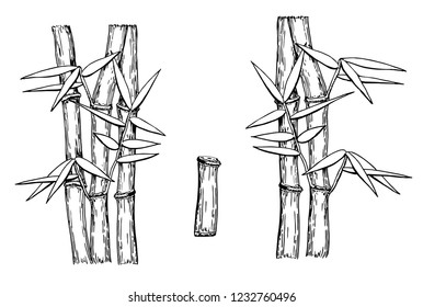 Bamboo trees with leaf white silhouettes and black outline. Hand drawn design element. Vintage vector engraving illustration for logotype, poster, web. Isolated on background.