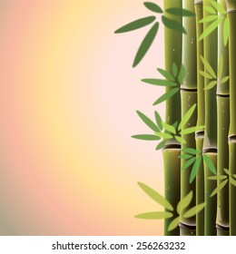 Bamboo trees and leaves at sunset time. Vector illustration.