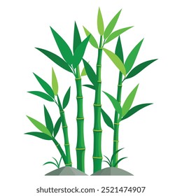 bamboo trees vector illustration art