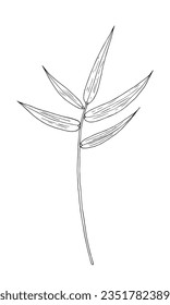 Bamboo tropical leaf hand drawn vector isolated element for design in black color