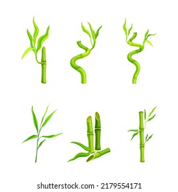 Bamboo tropical plants set. Green bamboo stems and leaves vector illustration