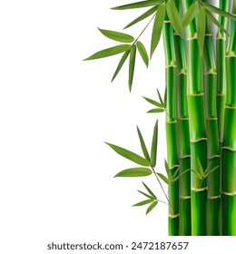 Bamboo trunks with leaves on a white background. Vector illustration