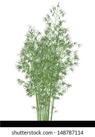 Bamboo Vector