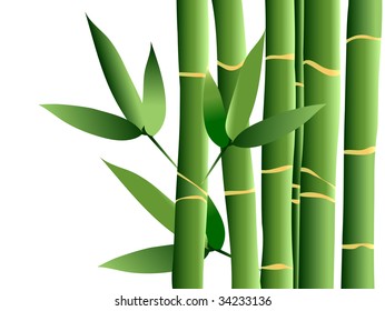 Bamboo, vector