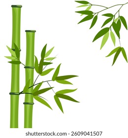 bamboo vector for decoration and frame