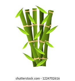 bamboo vector design