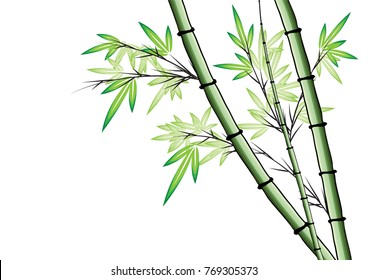 Bamboo Vector Drawing Stock Vector (Royalty Free) 769305382 | Shutterstock