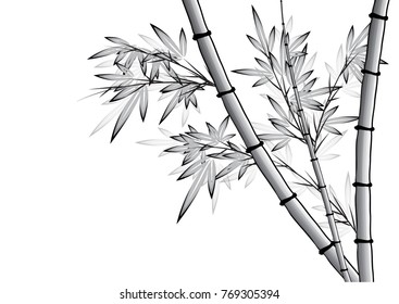 bamboo vector drawing