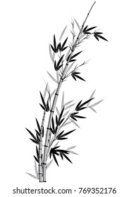 Bamboo vector drawing