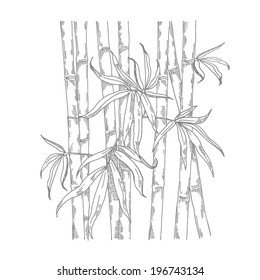 bamboo, vector hand drawing