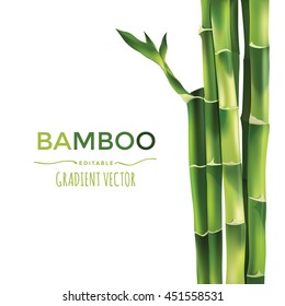 Bamboo Vector Illustration