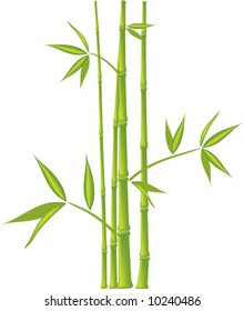 Bamboo,  vector illustration (mesh)