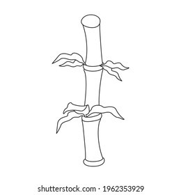 Bamboo vector outline icon. Vector illustration tree on white background. Isolated outline illustration icon of bamboo.
