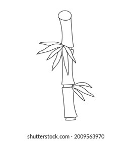 Bamboo vector outline icon. Vector illustration tree on white background. Isolated outline illustration icon of bamboo.