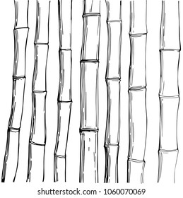 Bamboo. Vector sketch illustration