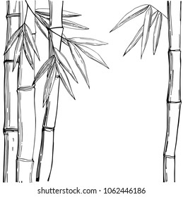 Bamboo. Vector Sketch Illustration