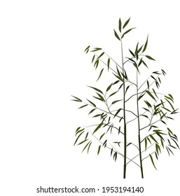 Bamboo vector stock illustration. Young stems and shoots with green leaves of a tropical tree. For spa and cosmetics labels. Wood of a herbaceous Chinese plant. Isolated on a white background.