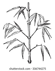 Bamboo, vintage engraved illustration. Dictionary of words and things - Larive and Fleury - 1895.
