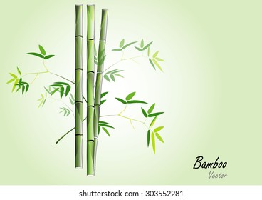 bamboo,green bamboo vector illustration background or object