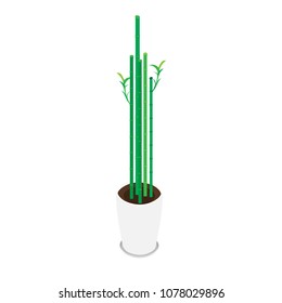 Bamboos in flowerpot. Vector